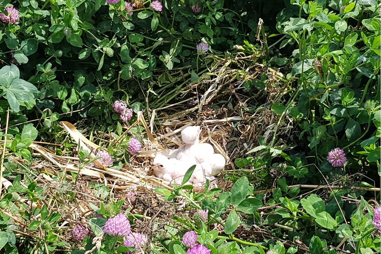 Het nest van bruine kiekendieven met drie donsjongen en twee nog niet uitgekomen eieren vlak voor het maaien van het klaverperceel, 24 juni 2019