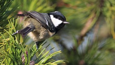 De zwarte mees heeft het zwaar, met name in de oudere bossen