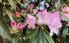 Rhododendron Wageningen Belmonte 30-3-2019