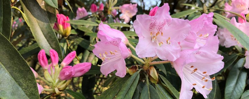 Rhododendron Wageningen Belmonte 30-3-2019