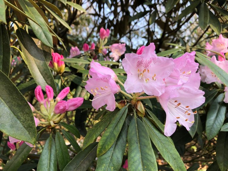 Rhododendrons komen in volle bloei