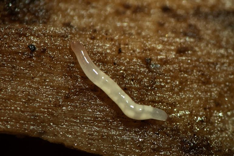 Melkwitte landnemertijn (Leptonemertes chalicophora). Zie de oogjes aan de voorzijde en de witte ballen in het lijf. Dit zijn waarschijnlijk de eieren