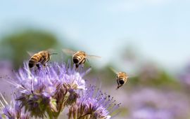 GettyImages De honingbij staat steevast op nummer 1 als meest getelde bij tijdens de Nationale Bijentelling.
