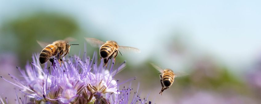 De honingbij staat steevast op nummer 1 als meest getelde bij tijdens de Nationale Bijentelling.