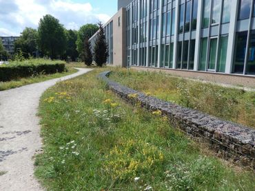Basiskwaliteit Natuur kan overal, in agrarisch gebied, maar ook in steden en dorpen.