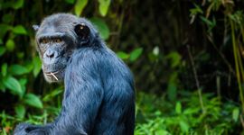 Chimpanzee