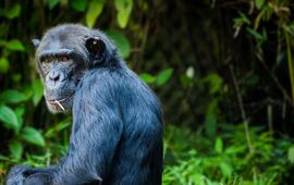 Chimpanzee