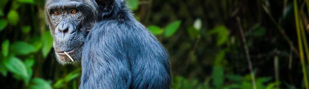 Chimpanzee