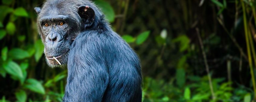 Chimpanzee