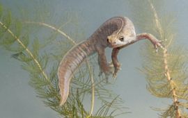 Jelger Herder Italiaanse kamsalamander