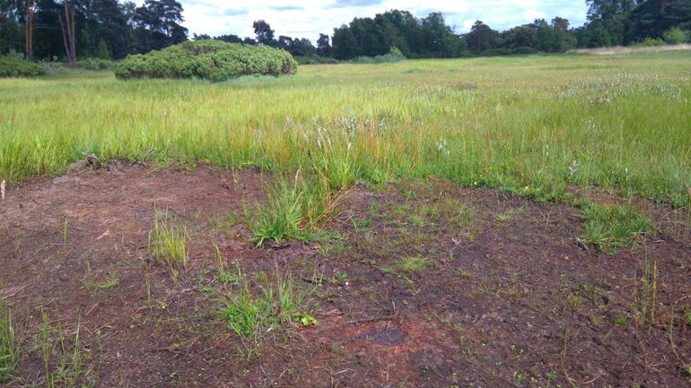 Figuur 3: Afgestorven vegetatie in een kwelzone in Stroothuizen (NO-Twente) met toestroming van sulfaatrijk grondwater. Na een droge periode met lage grondwaterstanden is oxidatie van in de bodem geaccumuleerde sulfiden opgetreden waardoor de bodem sterk is verzuurd en veel basen zijn uitgeloogd. De groene vegetatie rond de afgestorven plek geeft aan dat er geen sprake is van droogtestress