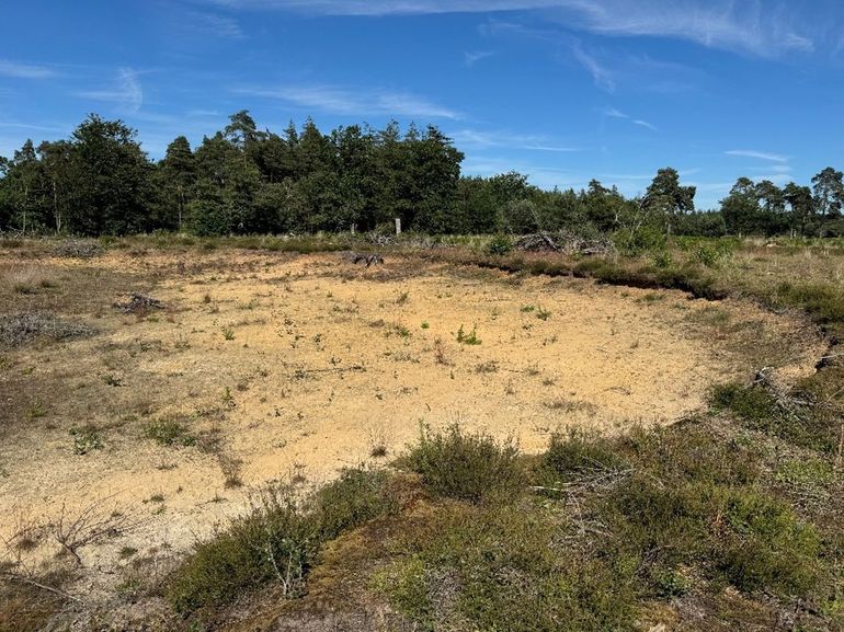 Een van de vele zandplekken. Het open zand vormt een geschikt biotoop voor insecten en hagedissen