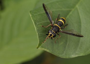 Ook de groei in het aantal waarnemingen in andere soortgroepen, zoals de zweefvliegen, blijft toenemen