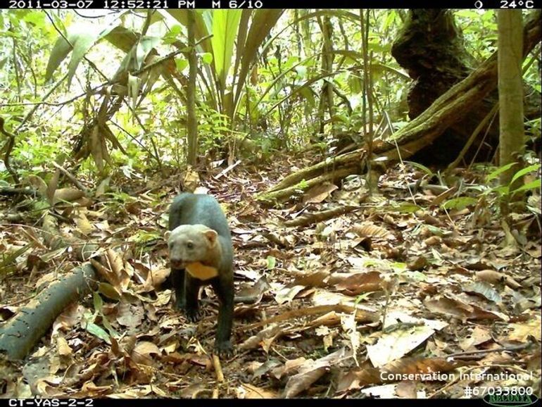 A tayra (Eira Barbara) in the Yasuni National Park in Ecuador