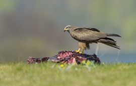 Zwarte wouw op kadaver