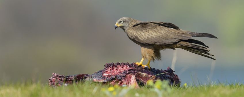 Zwarte wouw op kadaver