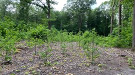 Verjongingsgroep met linde in een Amerikaanse-eikenopstand bij Bennekom