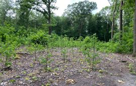 Verjongingsgroep met linde in een Amerikaanse-eikenopstand bij Bennekom