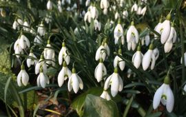 Sneeuwklokjes in volle bloei Prof Oudpark, Ede op 17 februari 2018