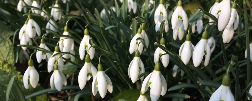 Sneeuwklokjes in volle bloei Prof Oudpark, Ede op 17 februari 2018