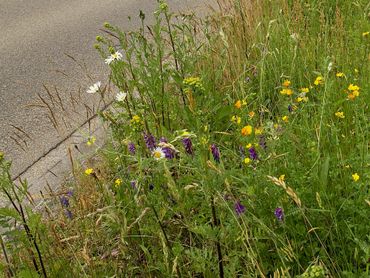 Bermen zijn in agrarisch gebied de laatste plaatsen waar veel plantensoorten nog kunnen groeien