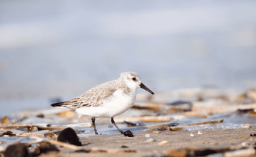 De Strandwerkgemeenschap organiseert allerlei tellingen langs het strand