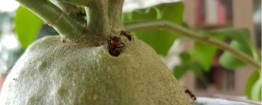 Koningin van C. nicobarensis kruipt door een opening de H. papuanum-mierenplant in.