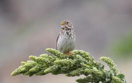 Bart Vastenhouw, Saxifraga grauwe gors