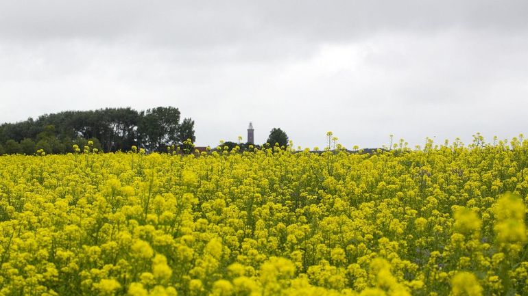 Velden met koolzaad fleuren de boel onderweg op