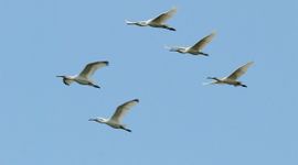 Platalea leucorodia. Lepelaars