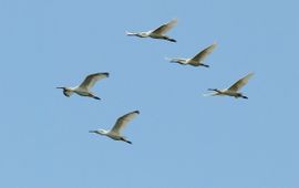 Platalea leucorodia. Lepelaars