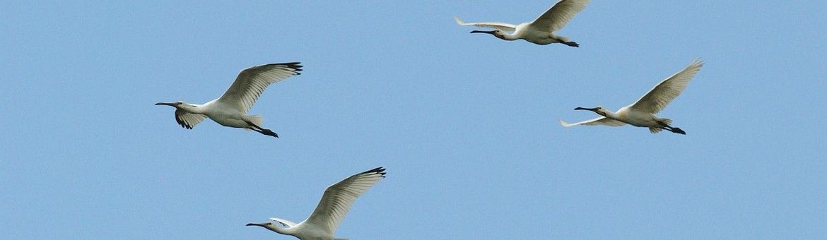 Platalea leucorodia. Lepelaars