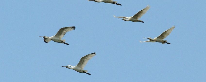 Platalea leucorodia. Lepelaars