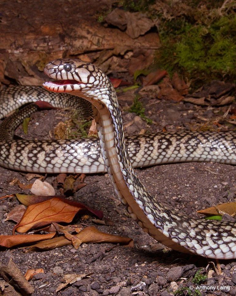 Dwergwatercobra (Naja nana)