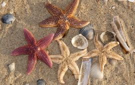 Zeesterren op het strand