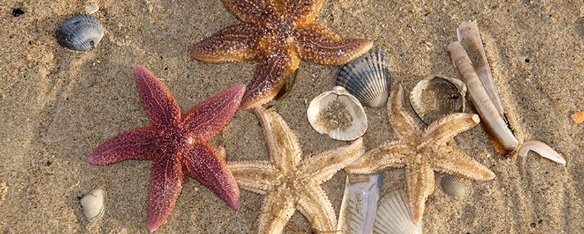 Zeesterren op het strand