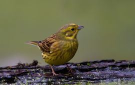 Emberiza citrinella. Geelgors