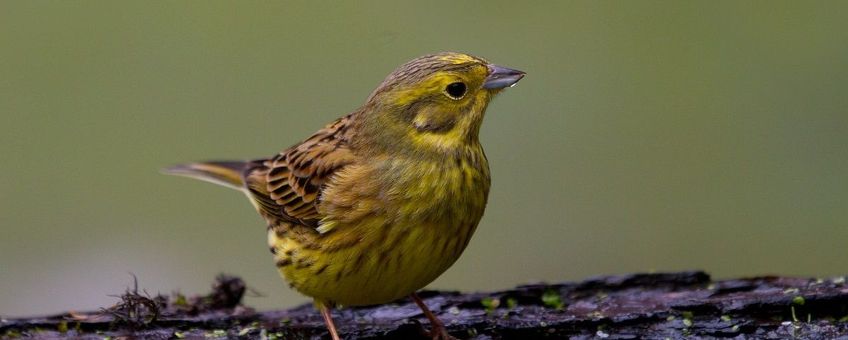 Emberiza citrinella. Geelgors