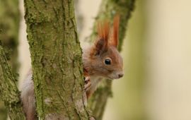 Sciurus vulgaris. Eekhoorn