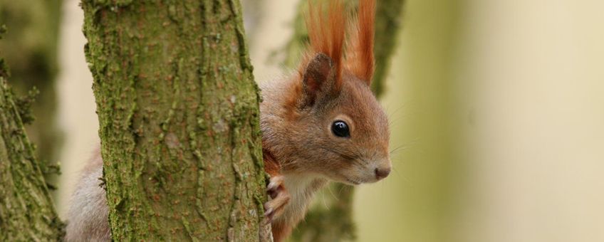 Sciurus vulgaris. Eekhoorn