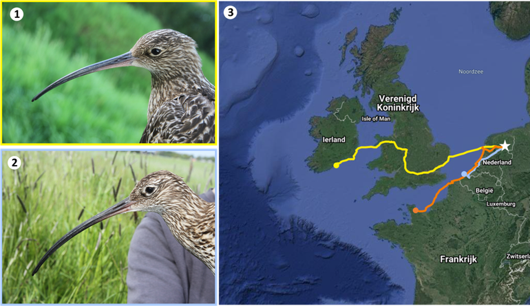 Figuur 3. 1) Gezenderde wulp Hendrikus, 2) gezenderde wulp vrouw Witteltermade, 3) Routes en locaties van de gezenderde wulpen 26-07-2021 (geel: Hendrikus, blauw: vrouw Witteltermade, oranje: man Vorrelveen), ster: broedgebied in Drenthe