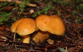 Suillus grevillei 1, Gele ringboleet,