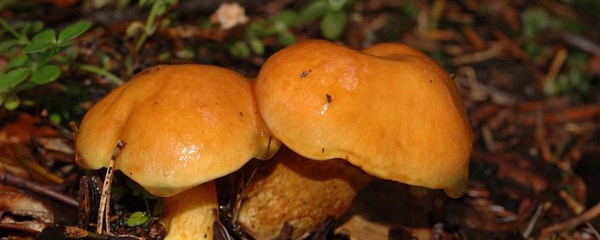 Suillus grevillei 1, Gele ringboleet,