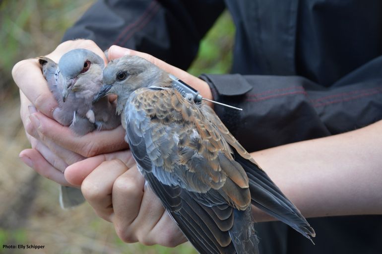 Twee zomertortels uitgerust met een datalogger. De vogels, Linden en Henk, leveren een schat aan informatie over het landschapsgebruik van de vogels. 