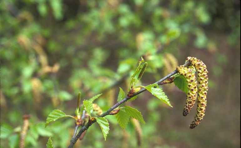 Mannelijke en vrouwelijke katjes van de ruwe berk