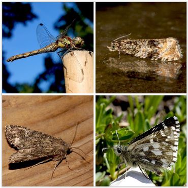 Micro’s, macro’s, dagvlinders en libellen, alles komt aan bod op de puzzeldag