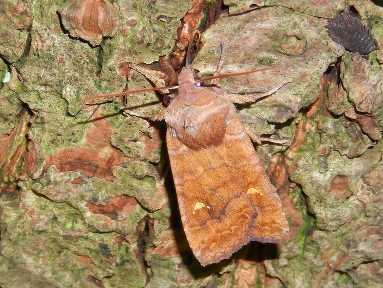De wachtervlinder is herkenbaar aan de niervlek met twee kleine satellietvlekjes aan weerszijde