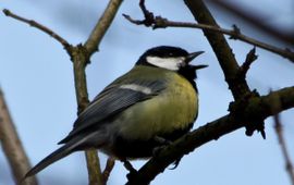 Singing male great tit, Parus major, koolmees