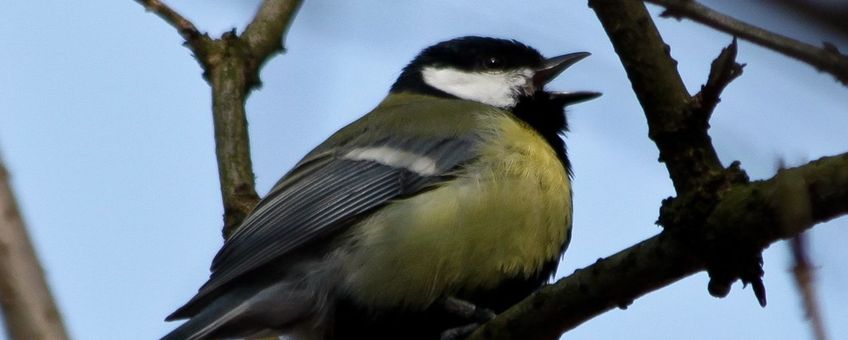 Singing male great tit, Parus major, koolmees