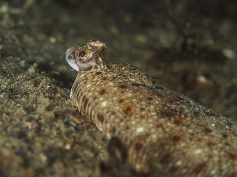 Jonge platvis in de Oosterschelde